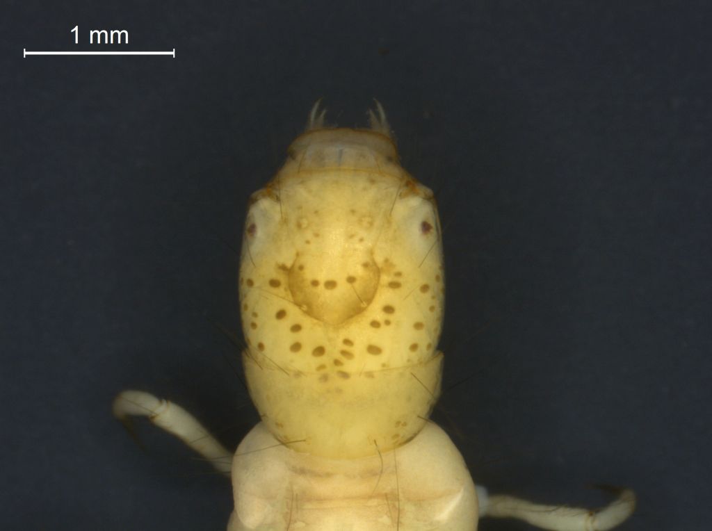 Cyrnus crenaticornis